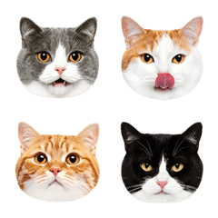 猫の顔だけフォト絵文字