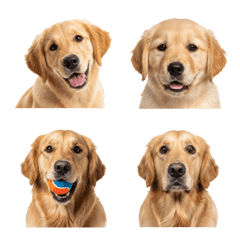 Happy Golden Retriever