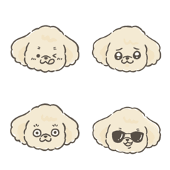 Toy poodle's Cocoa !