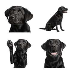 Cute Black Labrador