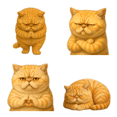 エキゾチックショートヘア6