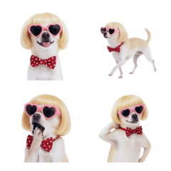 金色鮑伯頭吉娃娃表情符號