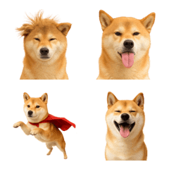 This is a cute Shiba Inu emoji