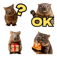 かわいいウォンバットの癒される日常