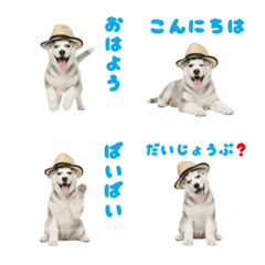 DOG GOOD  Emoji67