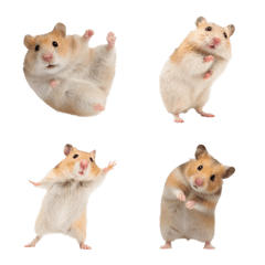 dancing hamster