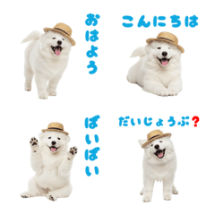 DOG GOOD  Emoji68