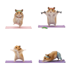 Yoga Hamster