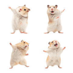Broadway Hamster