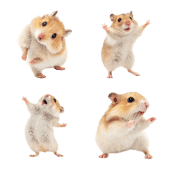 A hamster with good news