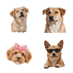Cute Dog Collection