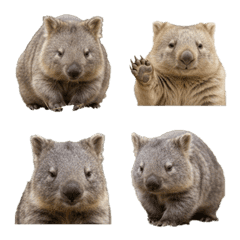 wombats