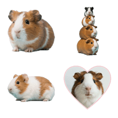 guinea pig ! 2