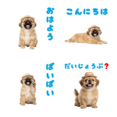 DOG GOOD  Emoji71