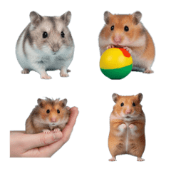 Hamster Moments