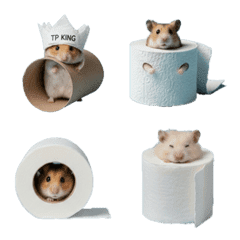 Hamster Playing with Toilet Paper