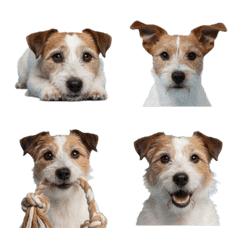 Jack Russell Terrier !!
