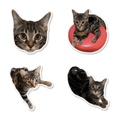 Bengal Cat Mocha Sticker Emoji 2
