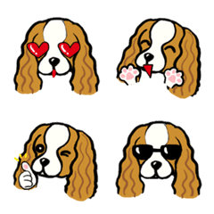 Cavalier King Charles Spaniel-cute