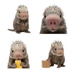 Prehensile-tailed Porcupine