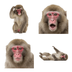 Japanese macaque