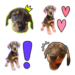 Cute mixed dog Emma emoji (puppy)