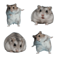 Djungarian Hamster's Daily Life