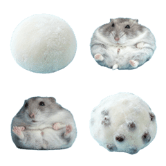 either a daifuku or a hamster
