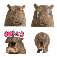 Realistic Hippo 1