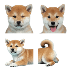 Shiba Inu puppy
