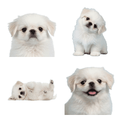 Pekingese puppy