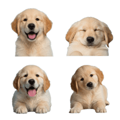 Golden Retriever puppy !