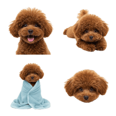 Red Toy Poodle