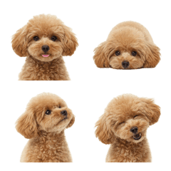 Apricot Toy Poodle