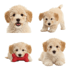 Cream Toy Poodle
