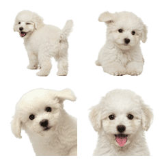 White Toy Poodle