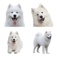 Samoyed !