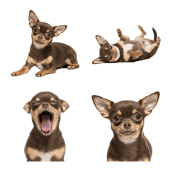 Chocolate and Tan Chihuahua