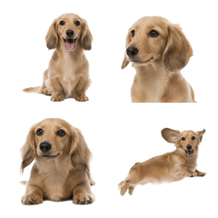 Long-haired Dachshund