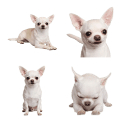 Short-haired White Chihuahua
