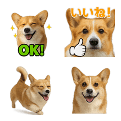 Realistic Corgi 1