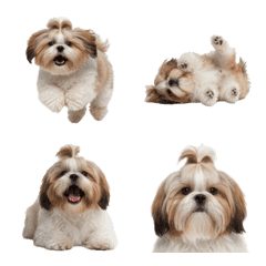 Shih Tzu !
