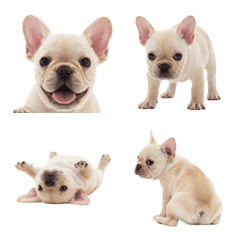 Cream French Bulldog