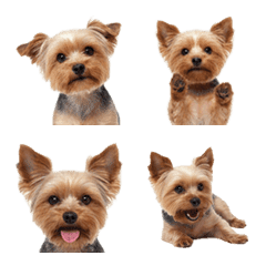 ヨークシャーテリア☆