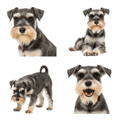 Miniature Schnauzer !