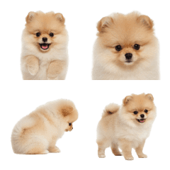 Pomeranian puppy