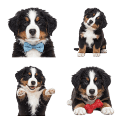 Bernese Mountain Dog puppy !