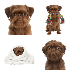 Brussels Griffon