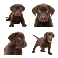 Chocolate Labrador Retriever puppy