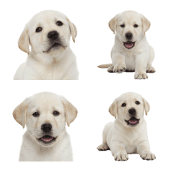 Labrador Retriever puppy (yellow)